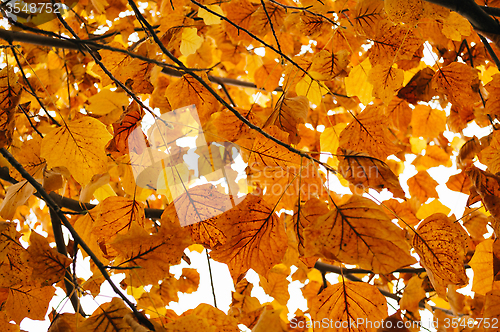 Image of Autumn Leaves