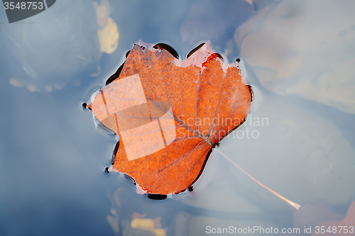 Image of Autumn leaf on water