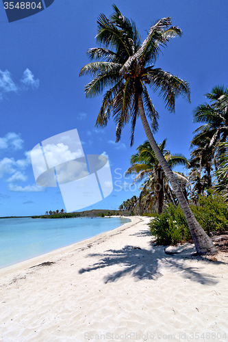 Image of isla contoy   sand   in mexico froath   sunny day   