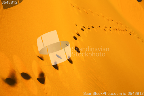 Image of africa   sand dune in   morocco desert line