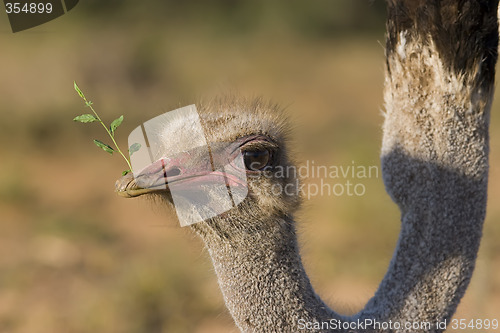 Image of Ostrich Feeding