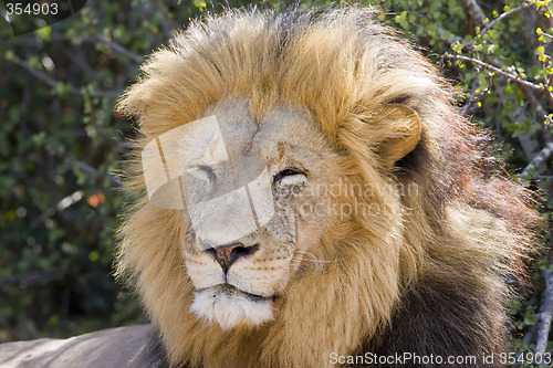 Image of Lion