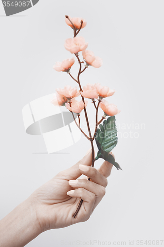 Image of Hand with sakura