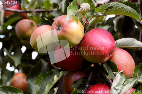 Image of Yellow and red apples ripening on the branch