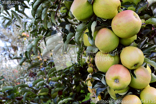 Image of Long branch of green and red apples