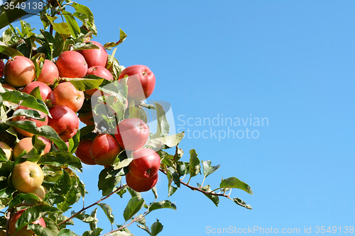 Image of Bright red apples grow high on the tree