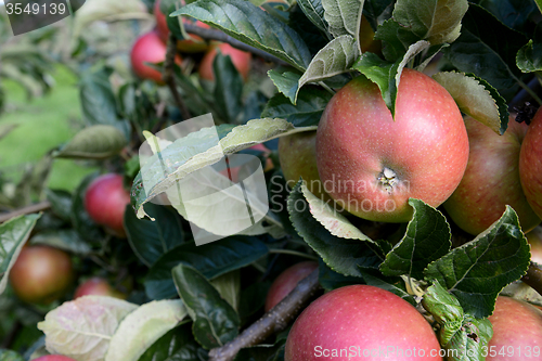 Image of Rosy red apples growing among leaves