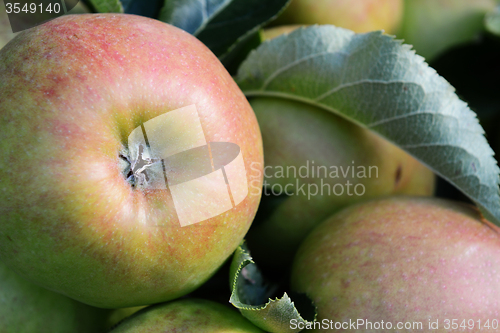 Image of Close-up of the bottom of a red and green apple