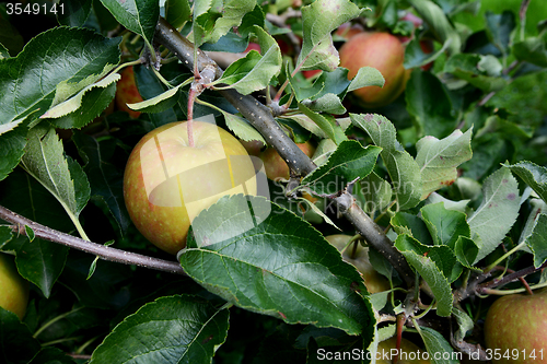 Image of Delicious green apple among the leaves