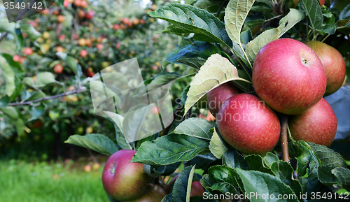 Image of Red apples ripe for picking