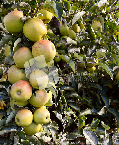 Image of Bough full of green apples 