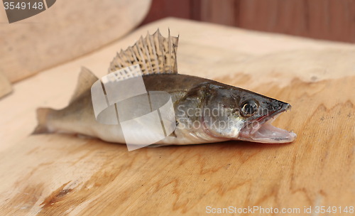 Image of  walleye with open mouth