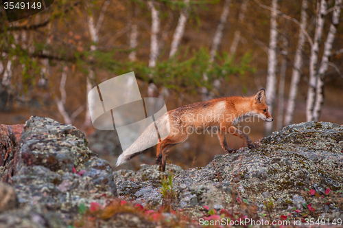 Image of Red fox 