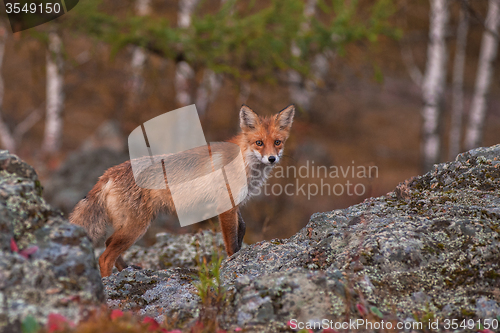 Image of Red fox 