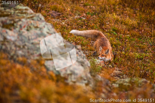 Image of Red fox 