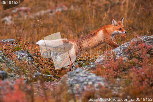 Image of Red fox 