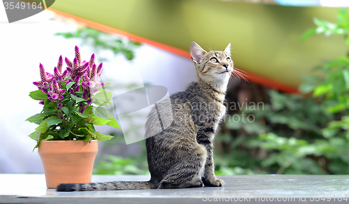 Image of cat and flower