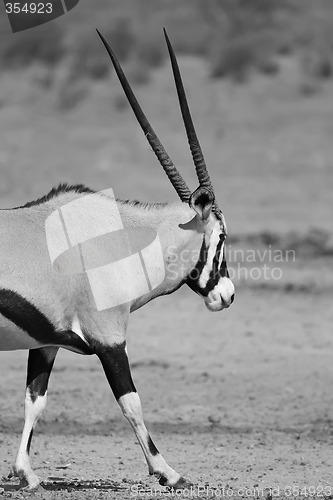 Image of Gemsbok