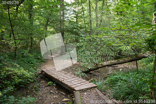 Image of Hiking in forest