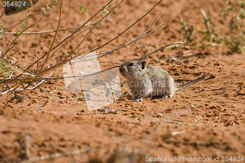 Image of Desert Pygmy Mouse