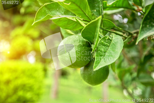 Image of Lime tree