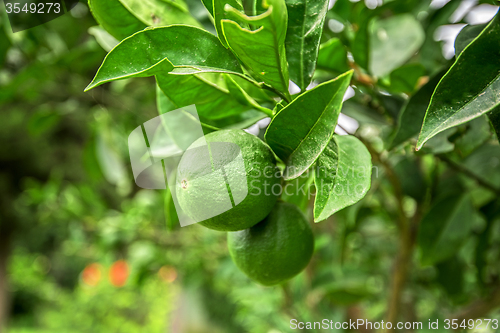 Image of Lime tree