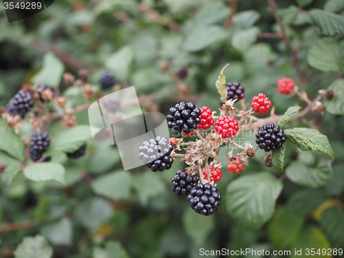 Image of Blackberry fruits