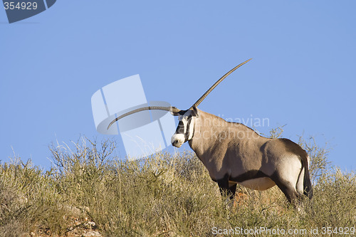 Image of Genetic Defect Gemsbok