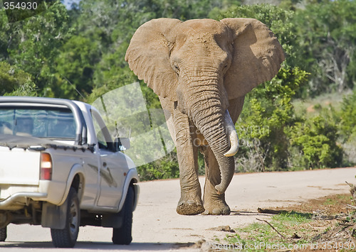 Image of African Traffic Stopper