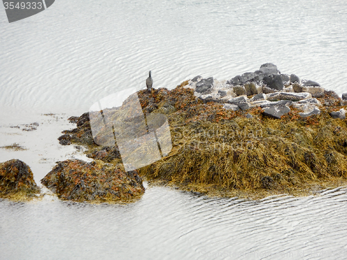Image of Icelandic coast