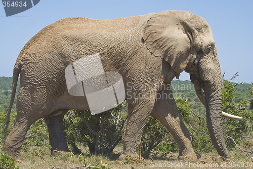 Image of Lone Tusker