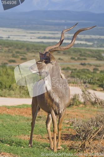 Image of Kudu King