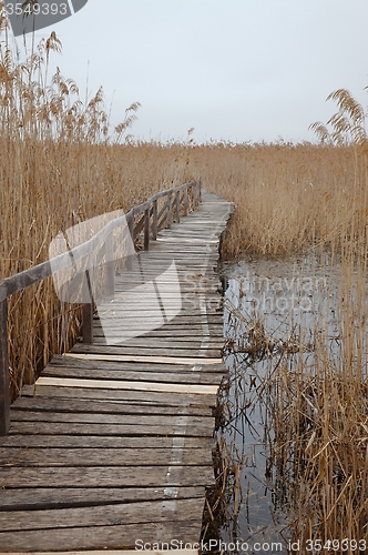 Image of Swamp path