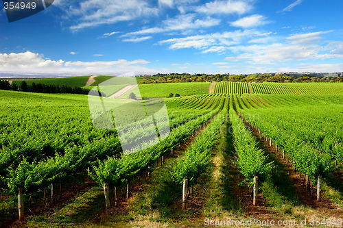 Image of One Tree Hill Vineyard