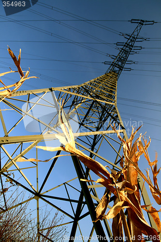 Image of Power Pole In A Corn Field