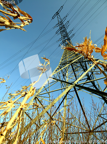 Image of Power Pole In A Corn Field