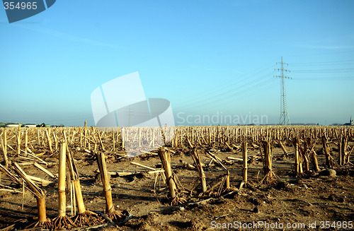 Image of Corn Field And Power Pole