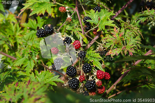 Image of Blackberries to harvest