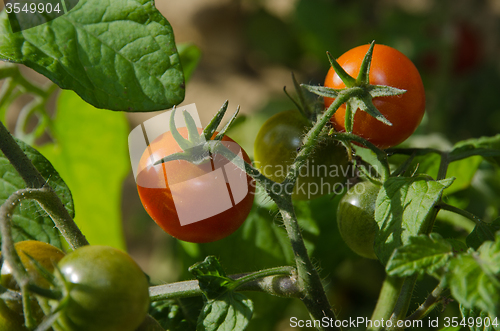 Image of Ripe red tomatoes