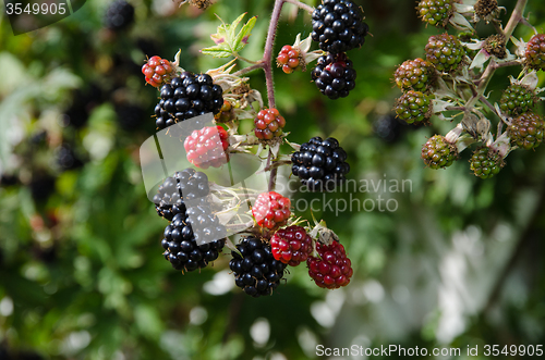 Image of Blackberry closeup