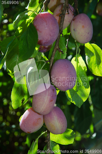 Image of Growing plums