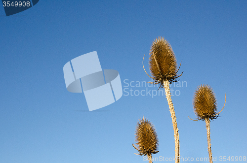 Image of Wild teasels closeup