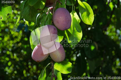 Image of Riped plums