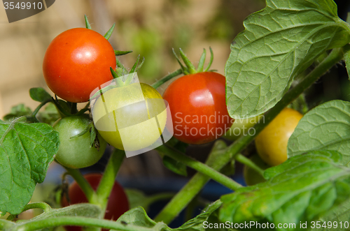 Image of Growing tomatoes