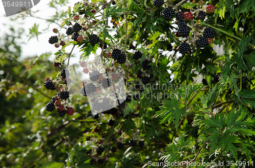 Image of Blackberries shrub