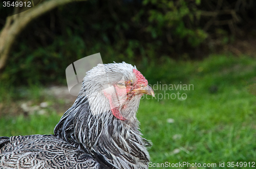 Image of Gray hen profile