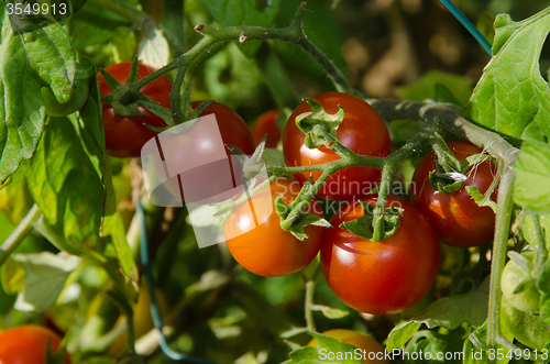 Image of Growing tomatoes bunch