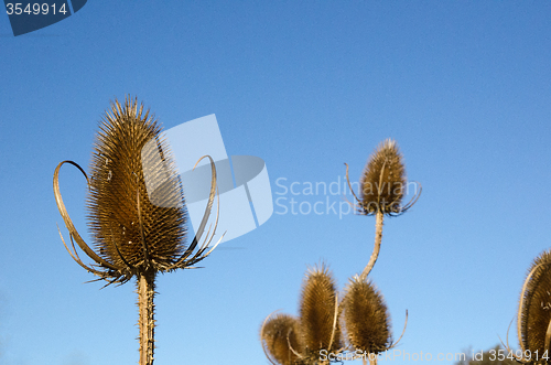 Image of Thistle close up