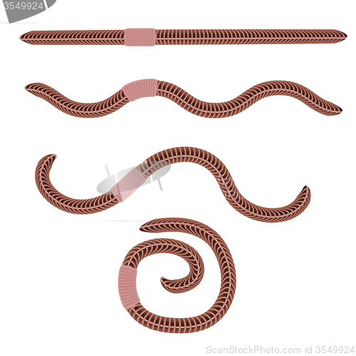 Image of Animal Earth Red Worms