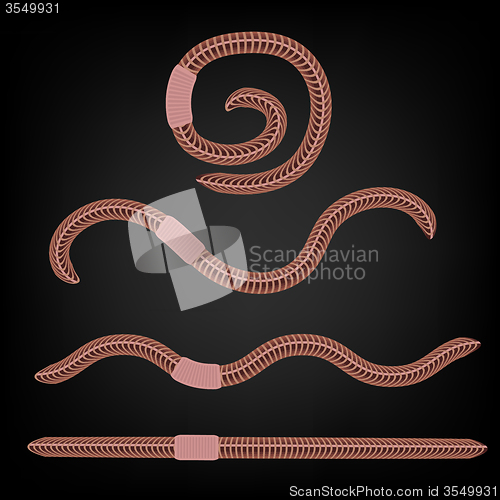 Image of Animal Earth Red Worms